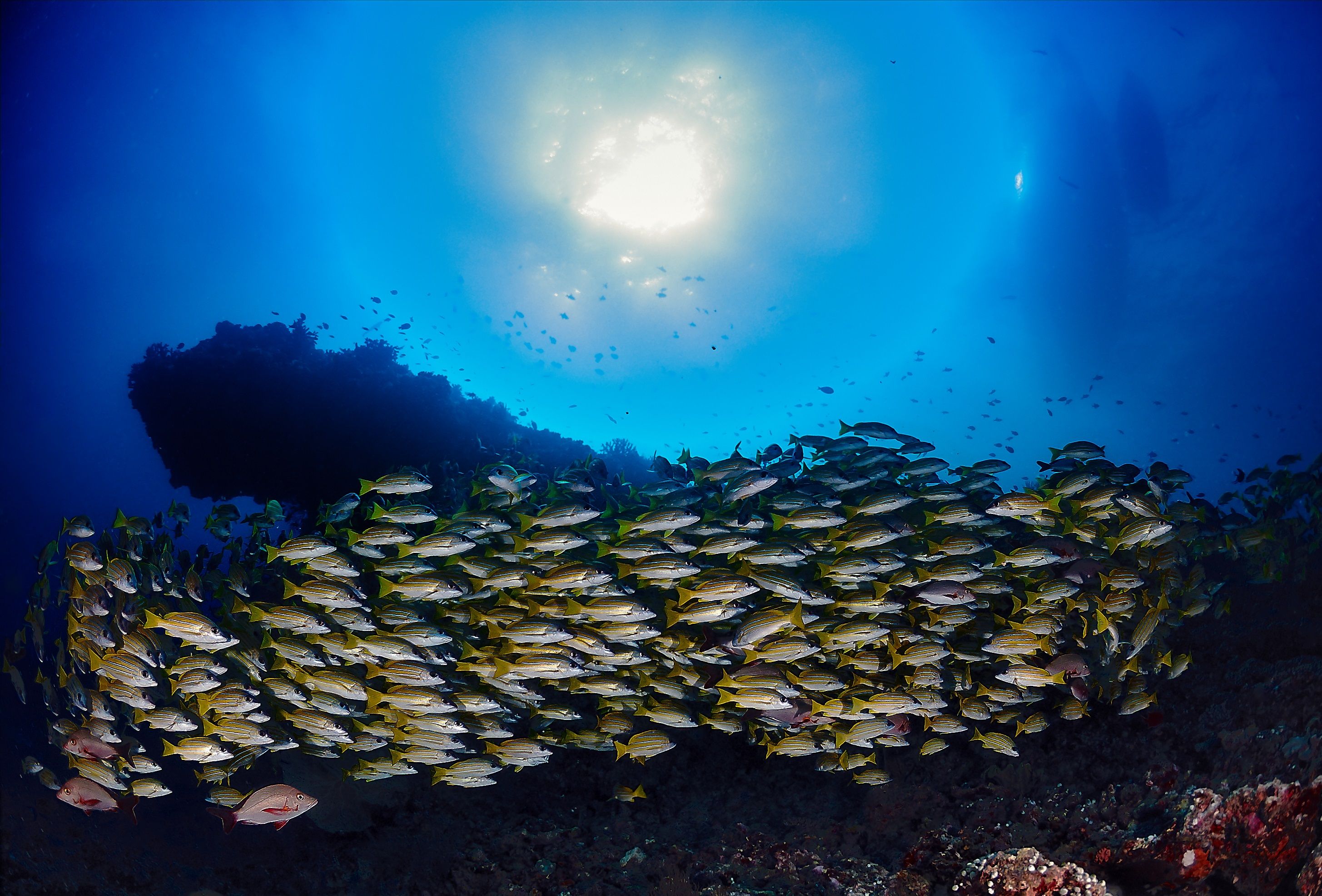 Fishes and corals
